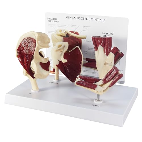 GPI Anatomicals Mini-Muscled Joint Model Set, Shoulder, Knee, & Elbow Joint - style: Mini-Muscled Joint Set