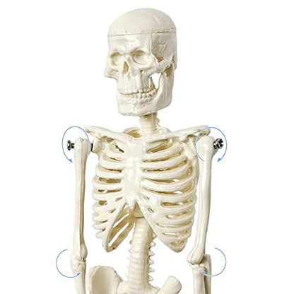 21cm Human Skeleton Model Skeleton Human Model Adult Small Skeleton Teaching Model Spine Whole Body