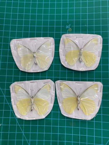4 Real White Butterfly Specimens Mounted Insect Taxidermy BUOM130X4 - color: 4 Butterfly #130