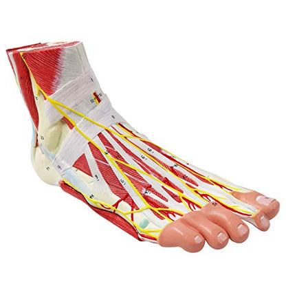 Generies Natural Large Foot Anatomical Model 9 Parts with 81 Digital Signs