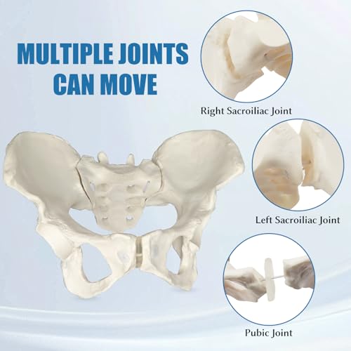 Female Pelvis Model On Elastic, 2/3 Life Size Female Pelvic Skeleton Model W/Bungee Anatomy Medical for Obstetrics Gynecology Patient Communication Orthopedic Studying School Teaching Display - size: Life Size Pelvis Model
