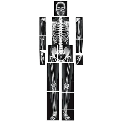 Lineshading 16 Pieces Human x Rays Bones Pretend x Rays for Kids Human Bones Body Educational Science Kit Display Play Table(Black and White) - color: Black and White