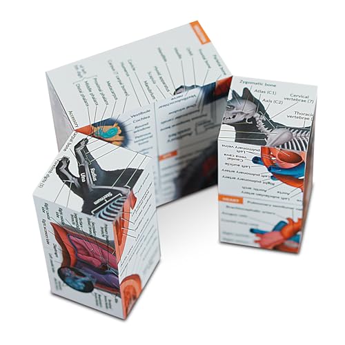 Feline Anatomy Study Cube – 3D Cat Learning Model with Muscles, Skeleton & Organs | Foldable Cat Anatomy Study Cube for Vet Students, Teachers & Animal Lovers