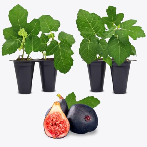 Black Mission Fig Plant (4 Pack) | Live Fruit Plant for Planting | Grow Your Own Sweet & Juicy Figs at Home | Easy to Grow & High-Yielding Tree | Perfect for Fresh Eating, Drying & Organic Gardening - style: Black Mission