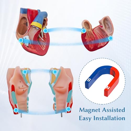 JNMFTD Human Respiratory System Model,1:1 Life Size Human Larynx Heart Lungs Anatomy Model 7-Parts Removable Organs with Product Manual Card PVC Labeled Number for Medical Study Display Educational