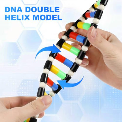 Generic DNA Model Double Helix Model Removable Molecular Kit for Science Class Biology Classroom Display Science Models for Students and Learning