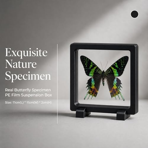 1pc Authentic Butterfly Specimen PE Film Suspension Box Unique Birthday Gift for Biology Enthusiasts Classroom Teaching Aid (Madagascan Sunset Moth) - color: Madagascan Sunset Moth
