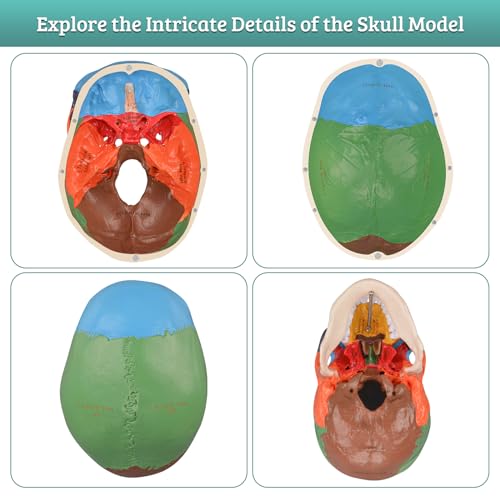 Life-Size Colored Human Skull Anatomy Model
