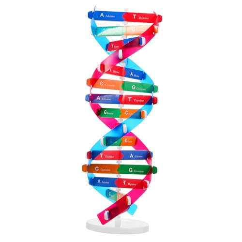 Kisangel DNA Kit Self Double Helix Model Kit Assembling DNA Display Stand Human Genes Learning Toy Biological Teaching Aid Science Molecular Model Kit