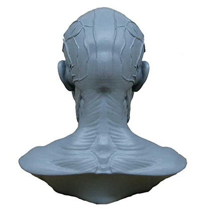 Human Head Muscle Anatomical Model, Facial Bust for Drawing Study Blue - color: Blue