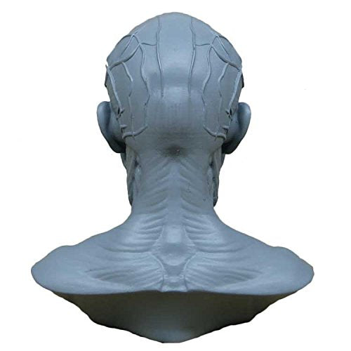 Human Head Muscle Anatomical Model, Facial Bust for Drawing Study Blue - color: Blue