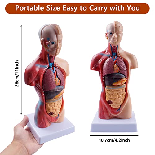 breesky 10.5inch Medical Torso Human Body Model Anatomy Doll 15 Removable Parts Education Organs Model for Teaching Study Class Students - color: 10.5 inch 15 Part Human Torso Model, size: 10.5 inch 15 Part Human Torso Model