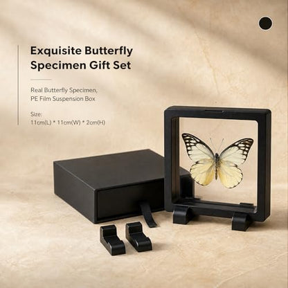 1pc Real Butterfly Taxidermy in PE Film Suspension Box Dustproof Shadow Box for Collection Display Case Home Tabletop Art (Prioneris thestylis ﻿) - color: Prioneris Thestylis ﻿