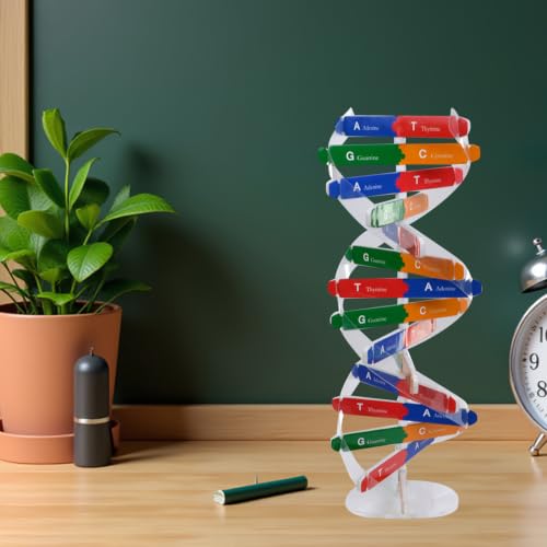 DNA Model Kit Double Helix Model Self-Assembling Science Plaything for Classroom Teaching Human Genes Learning Aid Biology Experiment Accessory for Students