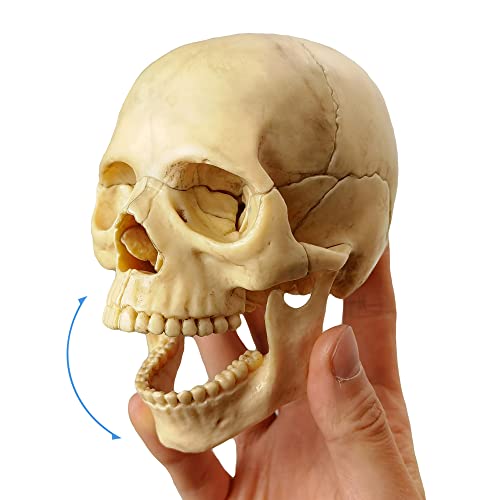 Anatomy Exploded Human Skull Model,Medical Model Dental Clinic