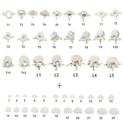Disarticulated Human Spine Model, Life Size 1-24 Spine Model