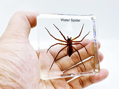 Resin Insects, Insect Specimens(butterfly, Dragonfly,Cricket, Chrysanthemum, Spider) Resin Preservation, Resin Amber for Children's Science Education, Collection (Water spider)