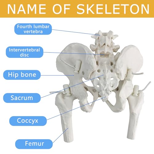 Female Pelvis Skeleton On Elastic with Movable Femur Heads, Mini Size,