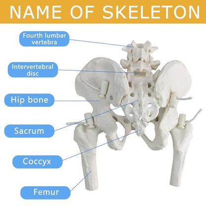 Female Pelvis Skeleton On Elastic with Movable Femur Heads, Mini Size,