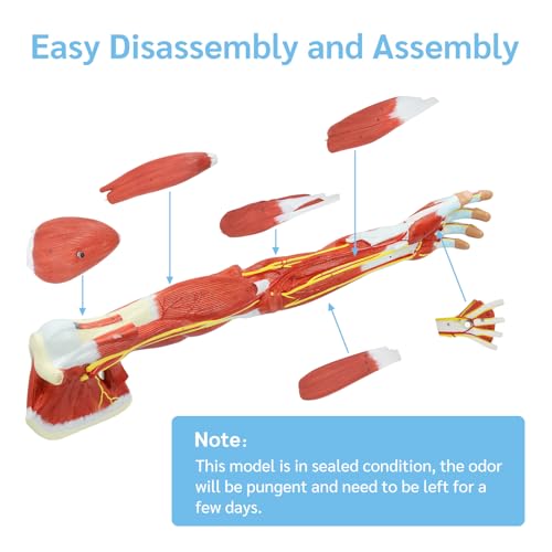 JNMFTD Human Arm Anatomical Muscle Model，Life Size 7 Parts Removable Upper Limb Shoulder Bone Elbow Artery Forearm Hand with Product Manual Card PVC Base for Study Teaching Medical Model Educational