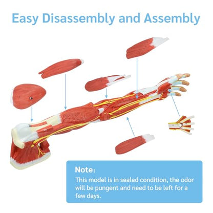 JNMFTD Human Arm Anatomical Muscle Model，Life Size 7 Parts Removable Upper Limb Shoulder Bone Elbow Artery Forearm Hand with Product Manual Card PVC Base for Study Teaching Medical Model Educational