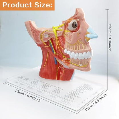 Human Cranial and Autonomic Nerves Anatomical Model, Life Size