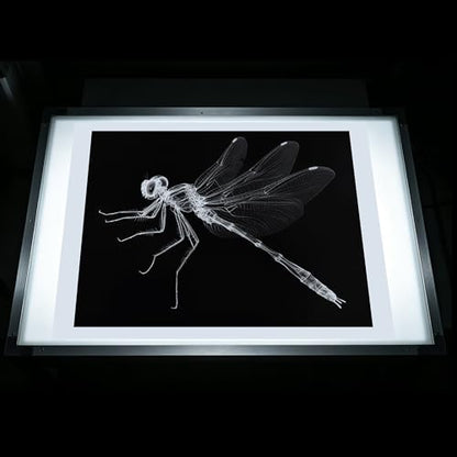 Thematic Animal X-Rays, Set of 16, Simulation Specimen, Science Education Materials for Kindergarten & Preschool, Light Table Accessories, Montessori & Reggio-Inspired (Insects) - color: Insects