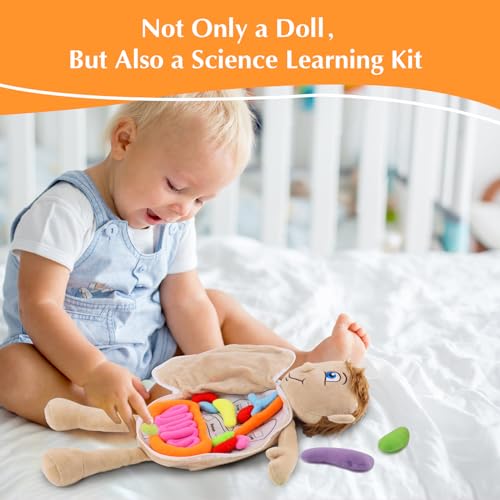 Vocheer Human Body Anatomy Toy, Human Body Model for Kids, Montessori Plush - color: Blue