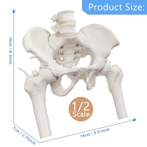 Female Pelvis Skeleton On Elastic with Movable Femur Heads, Mini Size,