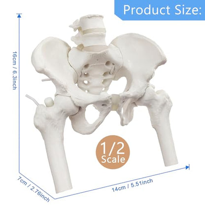 Female Pelvis Skeleton On Elastic with Movable Femur Heads, Mini Size,