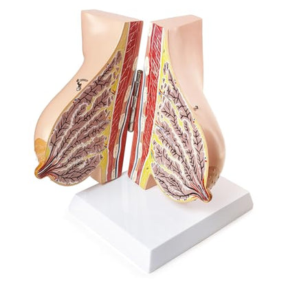 NEW HORIZON Female Breast Anatomy Model