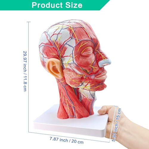 Life-Size Human Head Model with Removable Brain