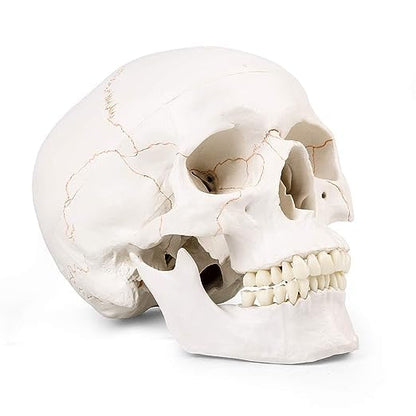 RONTEN Human Skull Anatomical Model with Line, Life Size, White/Off-White PVC Skull, 3-Part (Calvaria, Base, Mandible), Medical Education & Teaching Tool, Includes Free Chart & 12-Month Service - style: Skull Model with Paint Line