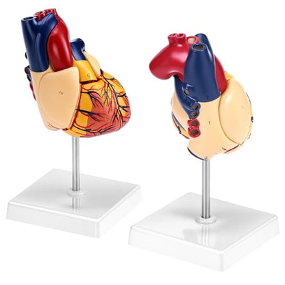 QWORK Life Size Human Heart Model, Anatomically Accurate 2-Part Model with Detachable Wall, Fixed with Hidden Magnets