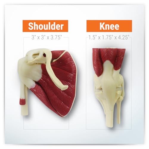 GPI Anatomicals Mini-Muscled Joint Model Set, Shoulder, Knee, & Elbow Joint - style: Mini-Muscled Joint Set