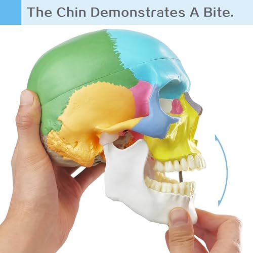 2026 New Anatomy Skull Model Human Medical Skull Model