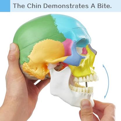 2026 New Anatomy Skull Model Human Medical Skull Model