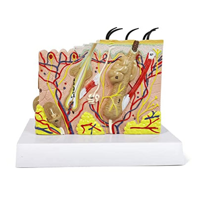 Human Anatomy Skin Model, 35X, with Hair, with Teaching Manual - color: 35x