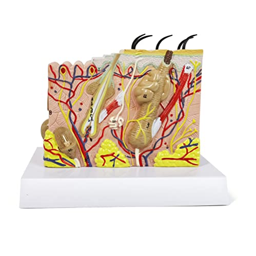 Human Anatomy Skin Model, 35X, with Hair, with Teaching Manual - color: 35x