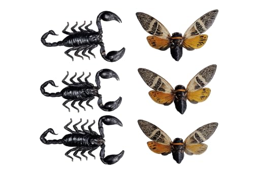 6 Real Cicada Scorpion Specimens Mounted Insect Collection UM-09 - color: 6 Real Cicada Scorpion