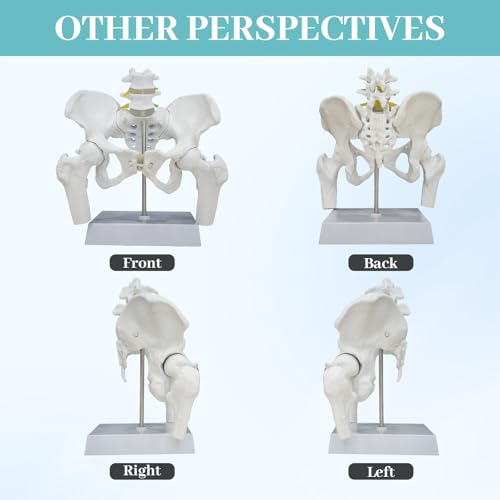 Female Pelvis with Baby Model, Life Size Elastic Pelvis Movable Femur Heads and Flexible Lumbar Spine Joints for Doula Childbirth Education Tools Obstetrics Gynecology Patient Communication - size: Enlarged Pelvis Model