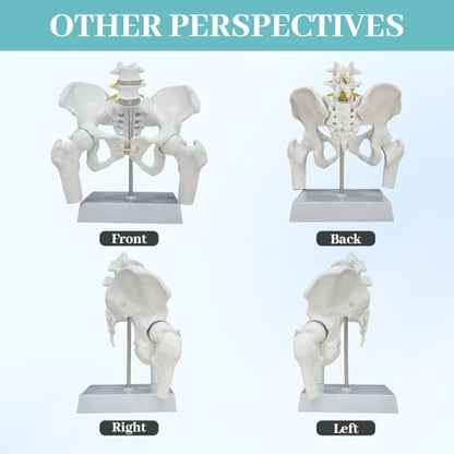 Female Pelvis with Baby Model, Life Size Elastic Pelvis Movable Femur Heads and Flexible Lumbar Spine Joints for Doula Childbirth Education Tools Obstetrics Gynecology Patient Communication - size: Enlarged Pelvis Model