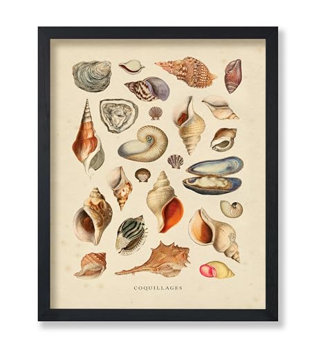 Poster Master Vintage Sea Shells Print - Aquatic Poster - Marine Life Art - Housewarming Gift for Men & Women - Minimal Decor for Office, Living Room or Bedroom - 8x10 UNFRAMED Wall Art - color: Style-19, size: 8"L x 10"W