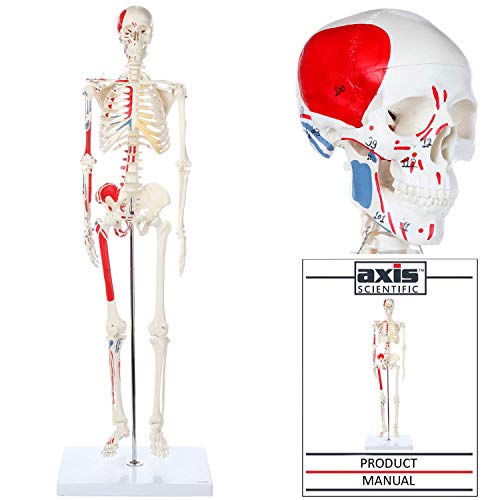 Axis Scientific Mini Human Skeleton Model with Metal Stand, 31" Tall, Painted and Numbered Muscle Insertion and Origin Points, Product Manual for Study