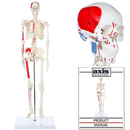 Axis Scientific Mini Human Skeleton Model with Metal Stand, 31" Tall, Painted and Numbered Muscle Insertion and Origin Points, Product Manual for Study
