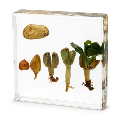 Peanut Germination Resin Specimen Kit - 5 Stages of Peanut Seed Growth Preserved in Clear Resin,Biology Teaching Aid,Homeschool Science,Unique Home Office Desk,Gift (3.74×3.74×0.79 in) - color: Peanut Germination