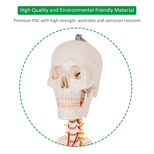 GIANTEX 70.8" Life Size Skeleton Model, with Roller Stand, 2 Casters with Brake, Removable Parts, Anatomical Poster and Dust Cover, Human Skeleton Model for Anatomy