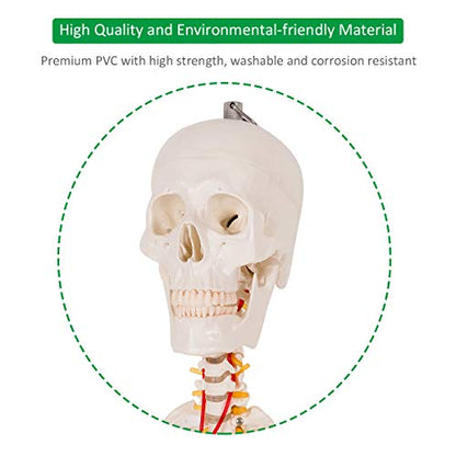 GIANTEX 70.8" Life Size Skeleton Model, with Roller Stand, 2 Casters with Brake, Removable Parts, Anatomical Poster and Dust Cover, Human Skeleton Model for Anatomy
