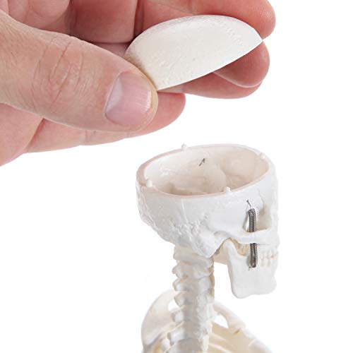 Anatomy Lab Human Skeleton Model, 19" Desktop Skeleton Has Movable Arms and Legs, Details Basic Human Skeletal System with Display Stand