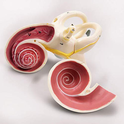 EVOTECH SCIENTIFIC Inner Ear Labyrinth Model 2 Part 8X - color: Inner Ear Model